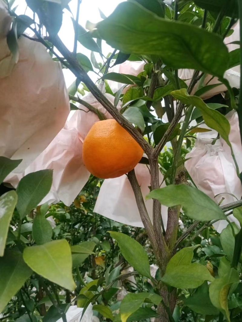 四川春见耙耙柑，一手货源，品质有保证，质量你无忧