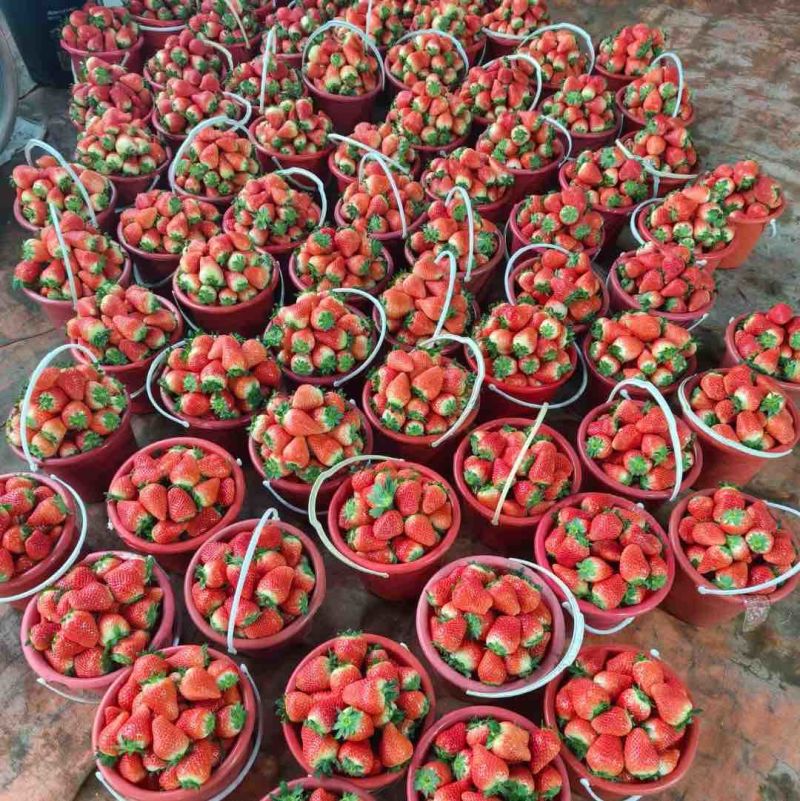 【草莓】甜查理草莓联盟草莓久香草莓品种齐全大量供应