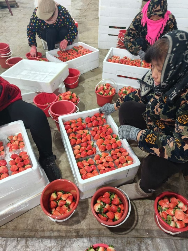 【草莓】甜查理草莓联盟草莓久香草莓品种齐全大量供应