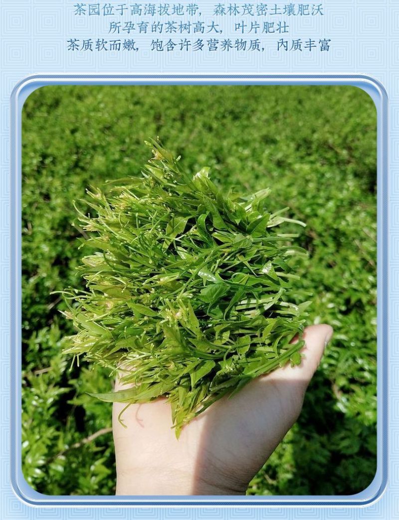 芽尖莓茶张家界藤茶野生莓茶正品龙须霉茶永顺土家莓茶
