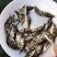 优质桂花鱼苗淡水鳜鱼苗肉食路亚大眼翘嘴桂鱼苗养殖批发