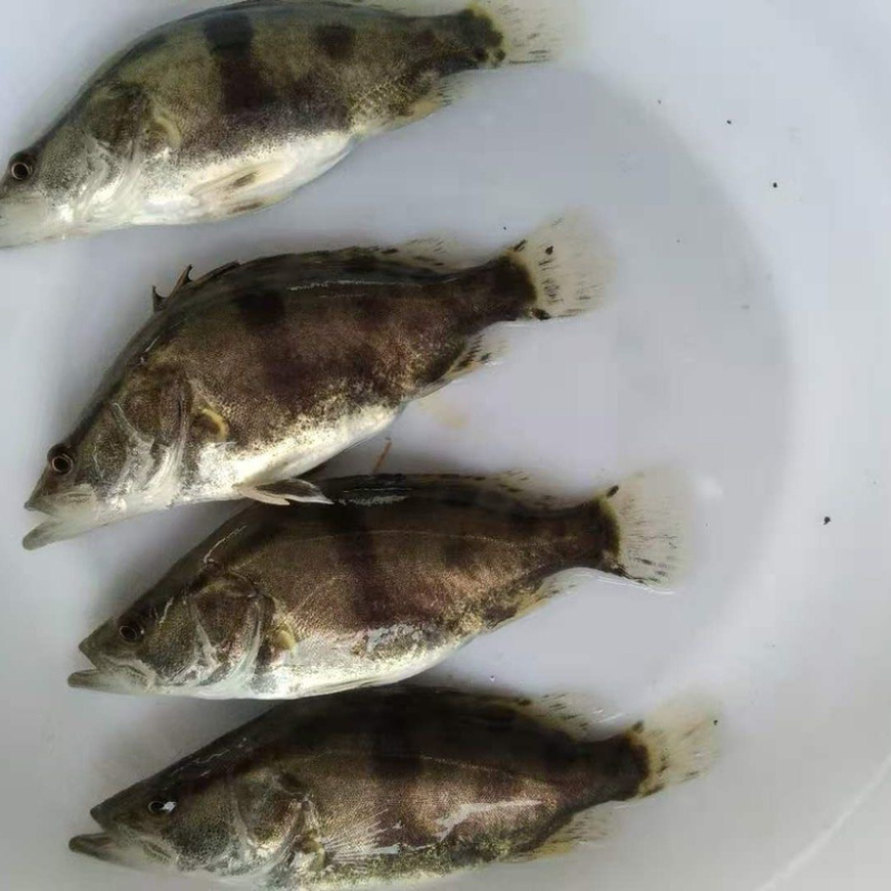 优质桂花鱼苗淡水鳜鱼苗肉食路亚大眼翘嘴桂鱼苗养殖批发
