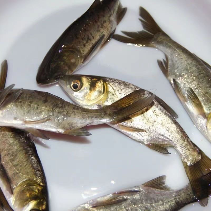 优质桂花鱼苗淡水鳜鱼苗肉食路亚大眼翘嘴桂鱼苗养殖批发