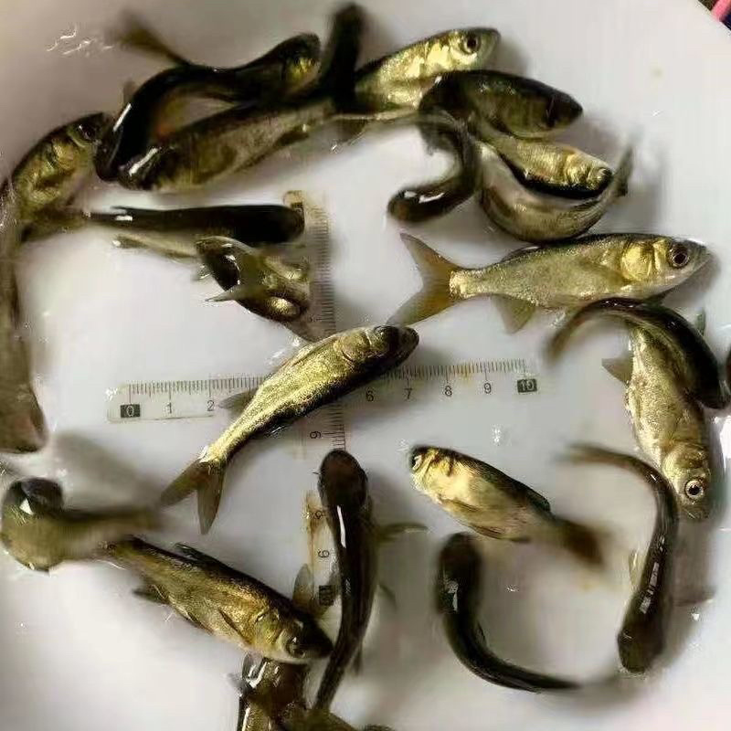 优质桂花鱼苗淡水鳜鱼苗肉食路亚大眼翘嘴桂鱼苗养殖批发