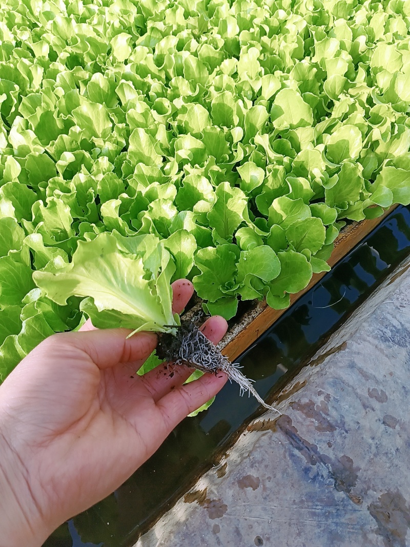 意大利生菜苗、秧苗叶片肥大颗头壮实、根系发达、无病症