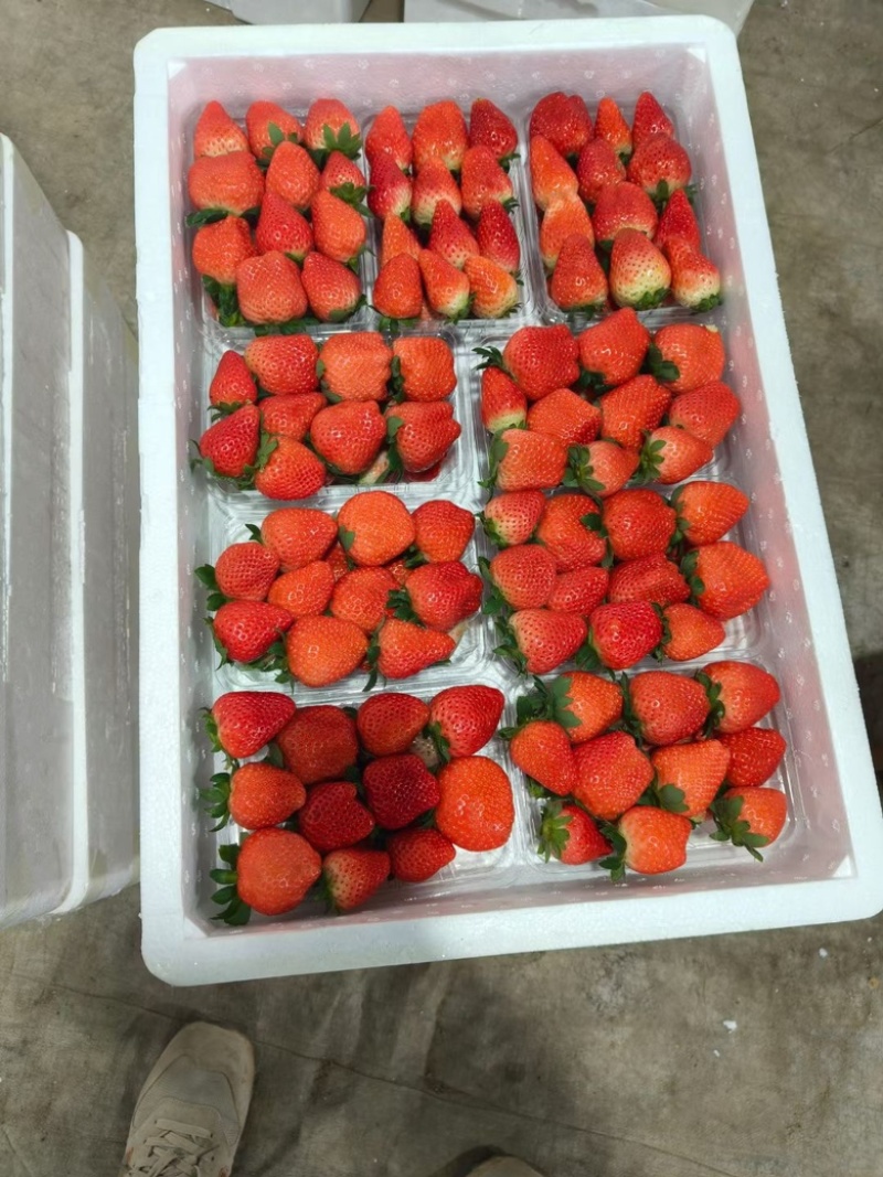 【草莓】正宗久香草莓山东草莓现摘现发品质保证欢迎咨询