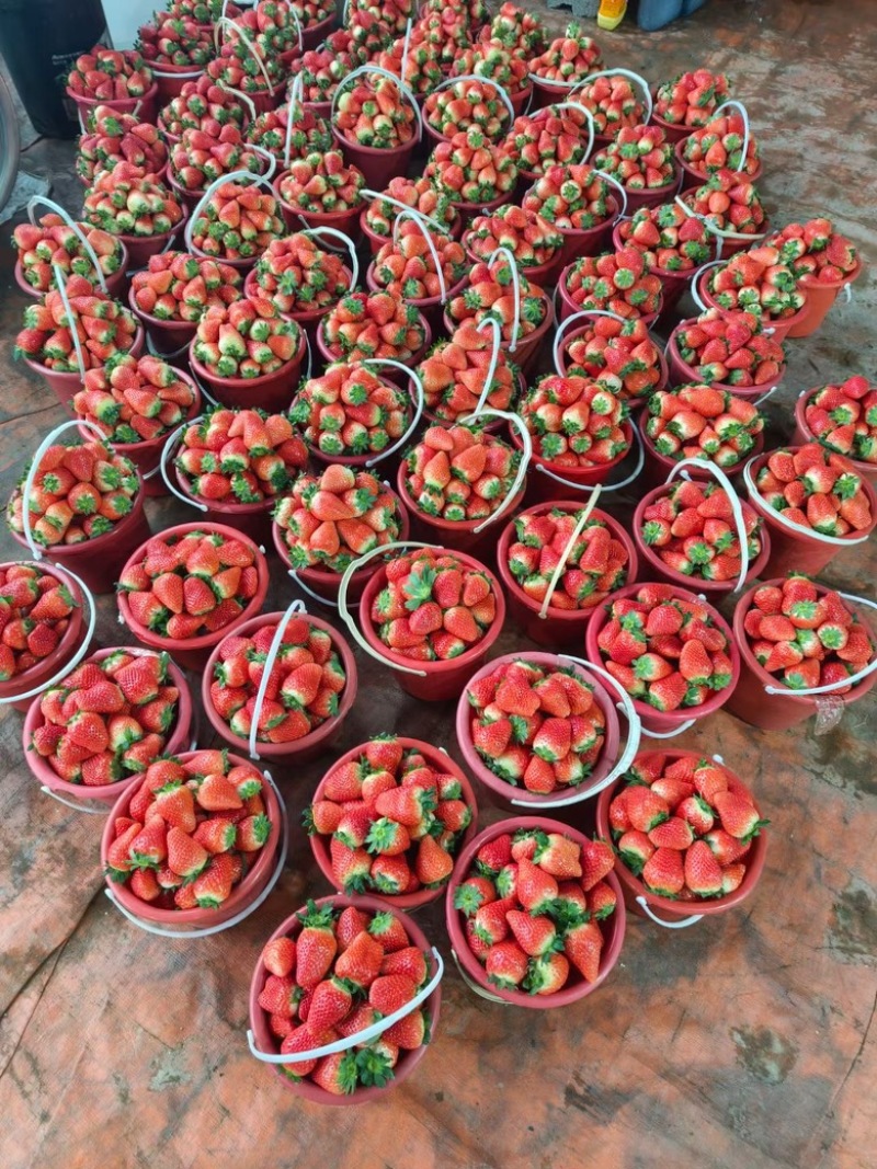 【草莓】正宗久香草莓山东草莓现摘现发品质保证欢迎咨询