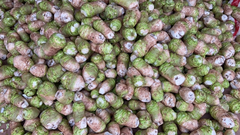 大头菜工厂货大量现货每天可出100吨