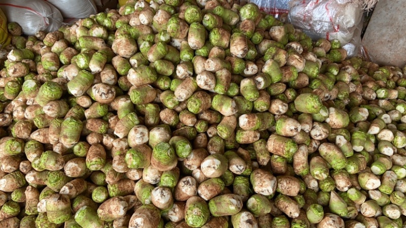 大头菜工厂货大量现货每天可出100吨