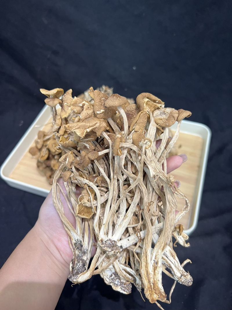茶树菇一斤起卖