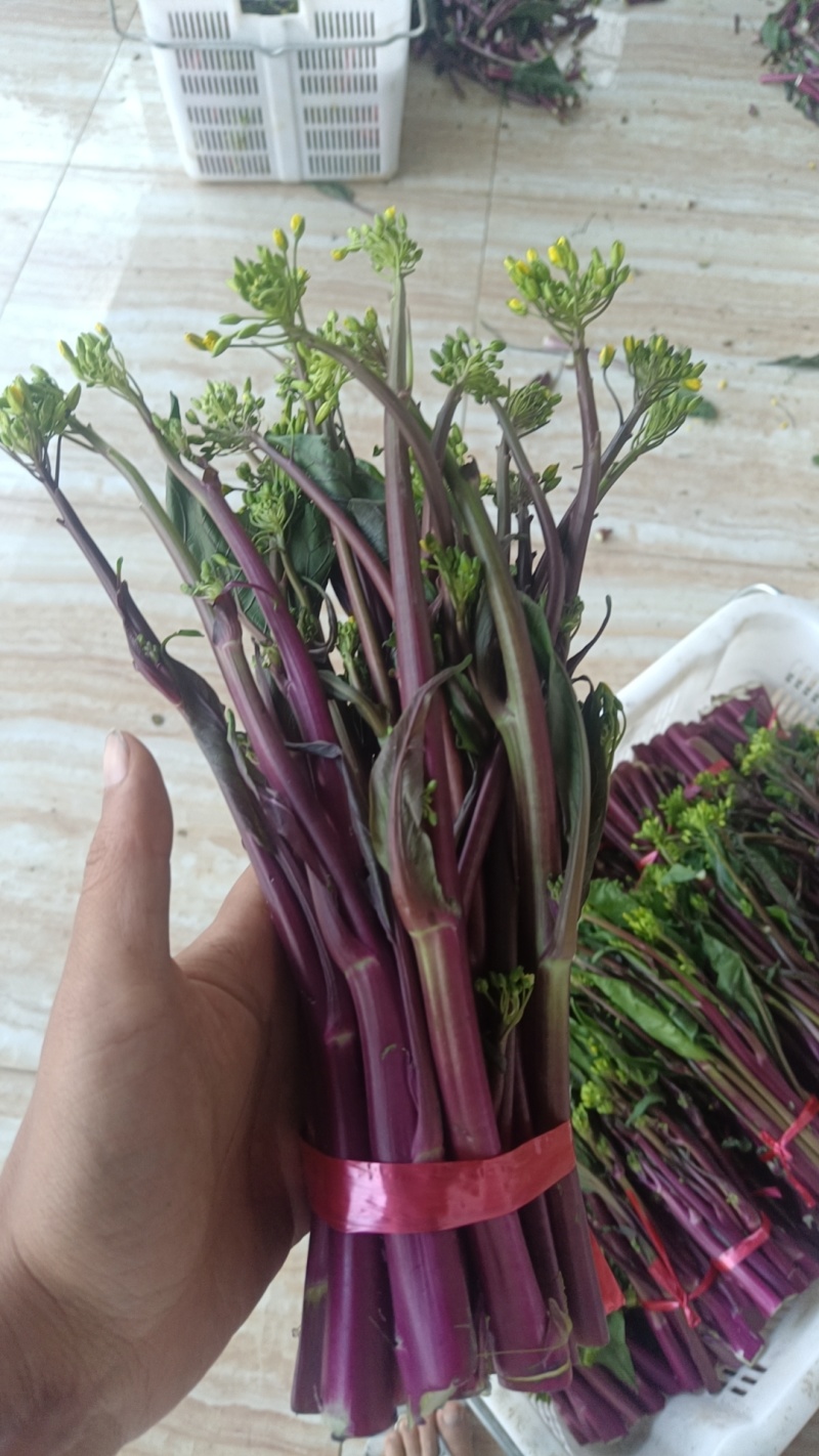 红菜苔