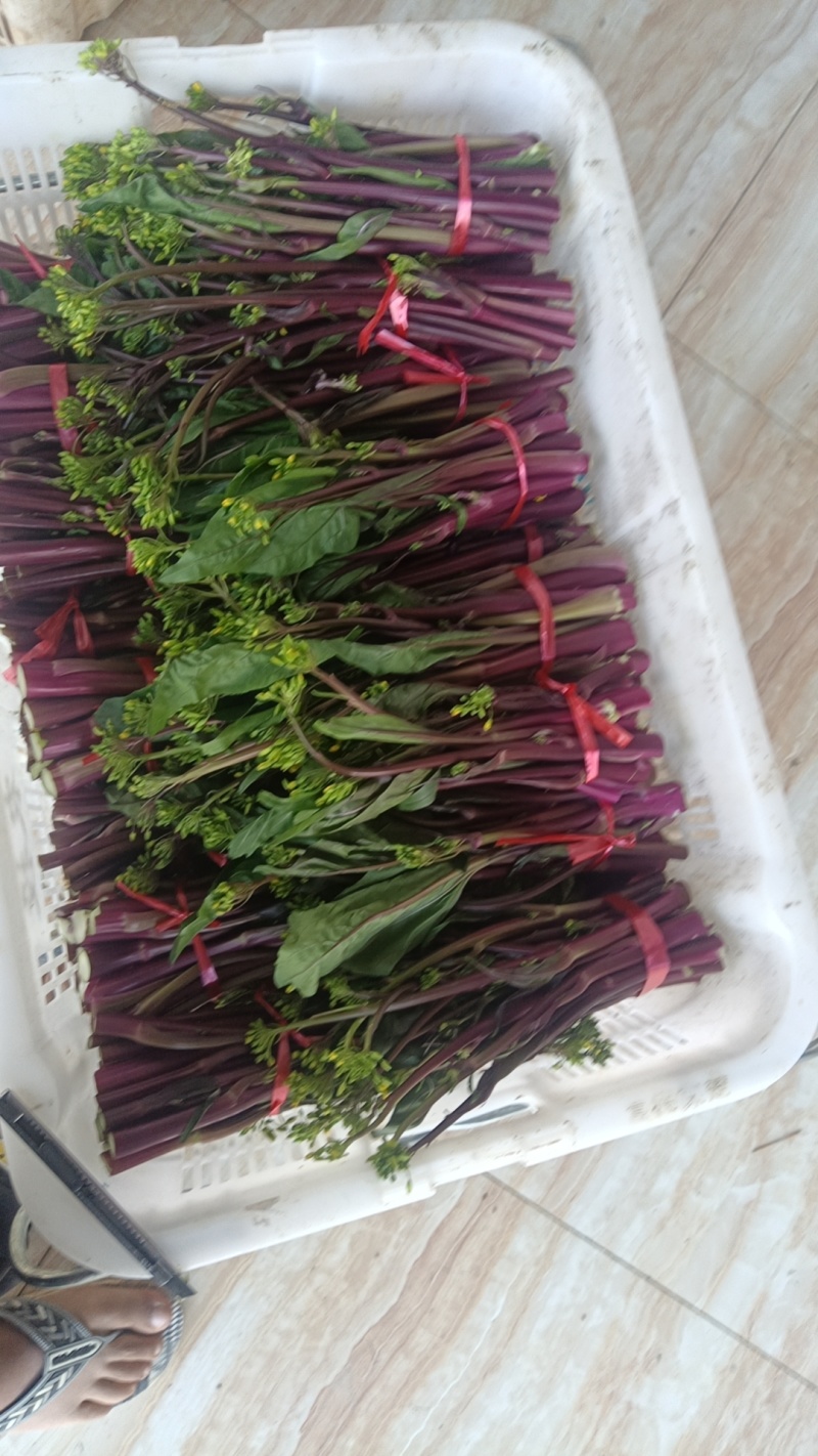 红菜苔