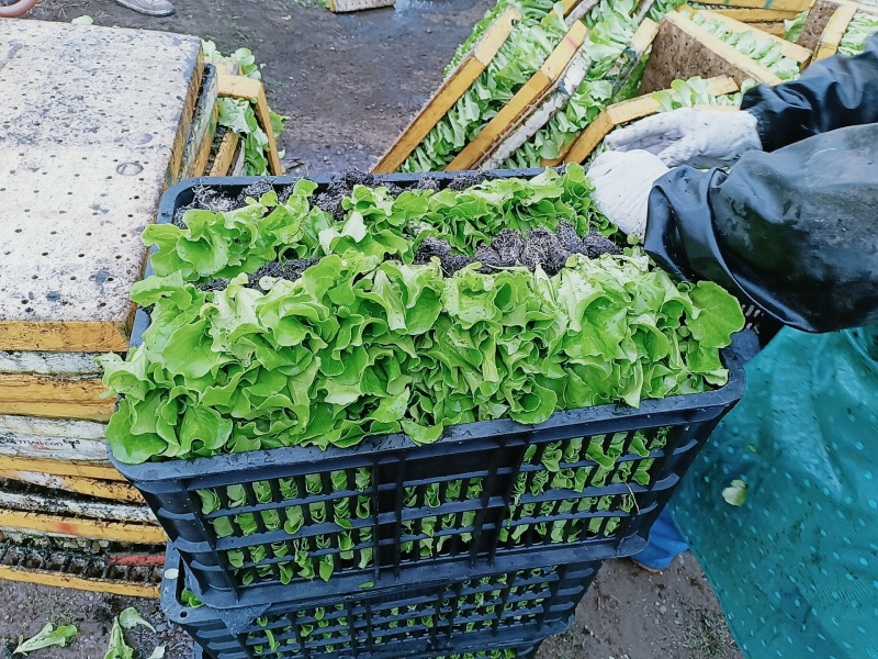 意大利生菜苗产量高保成活率提供种植技术视频看苗