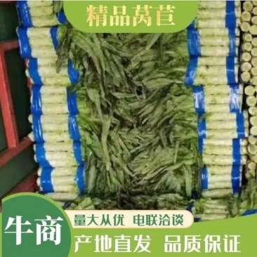 安徽红尖叶莴笋莴苣产地直发量大从优欢迎电联采