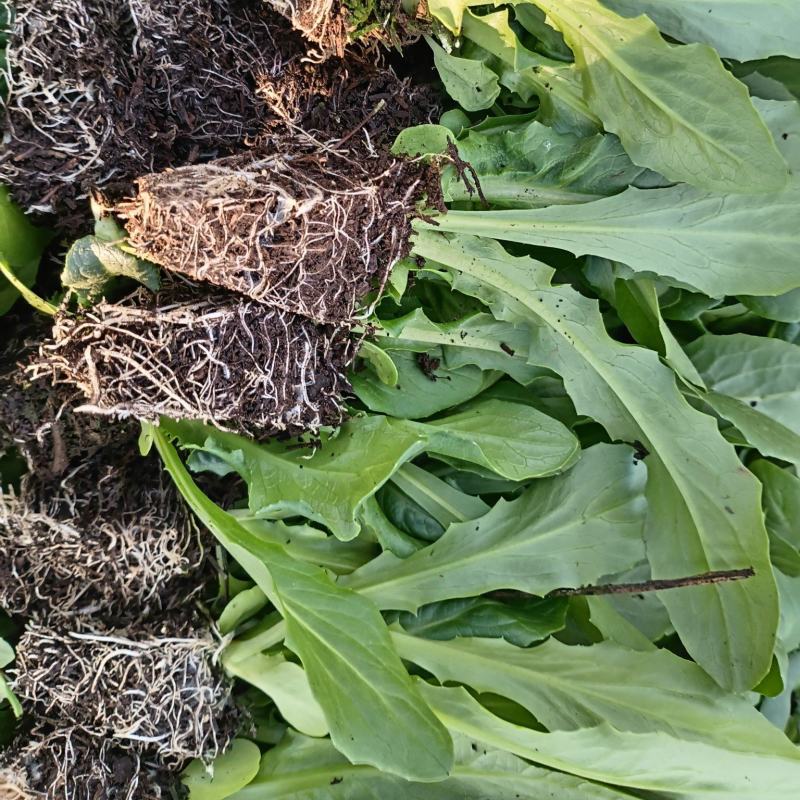 云南精品油麦菜苗、苗子无霜毒病，无灰霉病，无虫害和药害、
