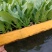 云南精品油麦菜苗、苗子无霜毒病，无灰霉病，无虫害和药害、