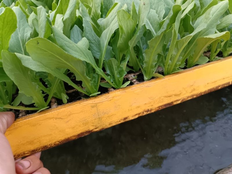 云南精品油麦菜苗、苗子无霜毒病，无灰霉病，无虫害和药害、