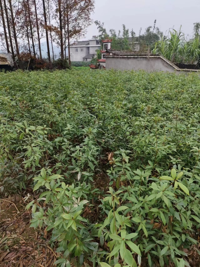 基地直供，价格实惠一手货源，无防布袋苗，杯苗各种规格都有