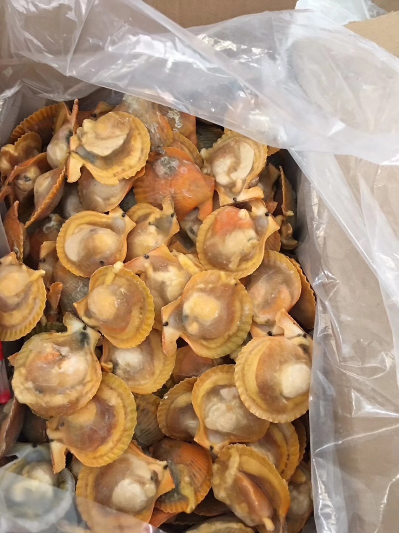 扇贝贻贝黄金贝青口贝蓝口贝黑口贝