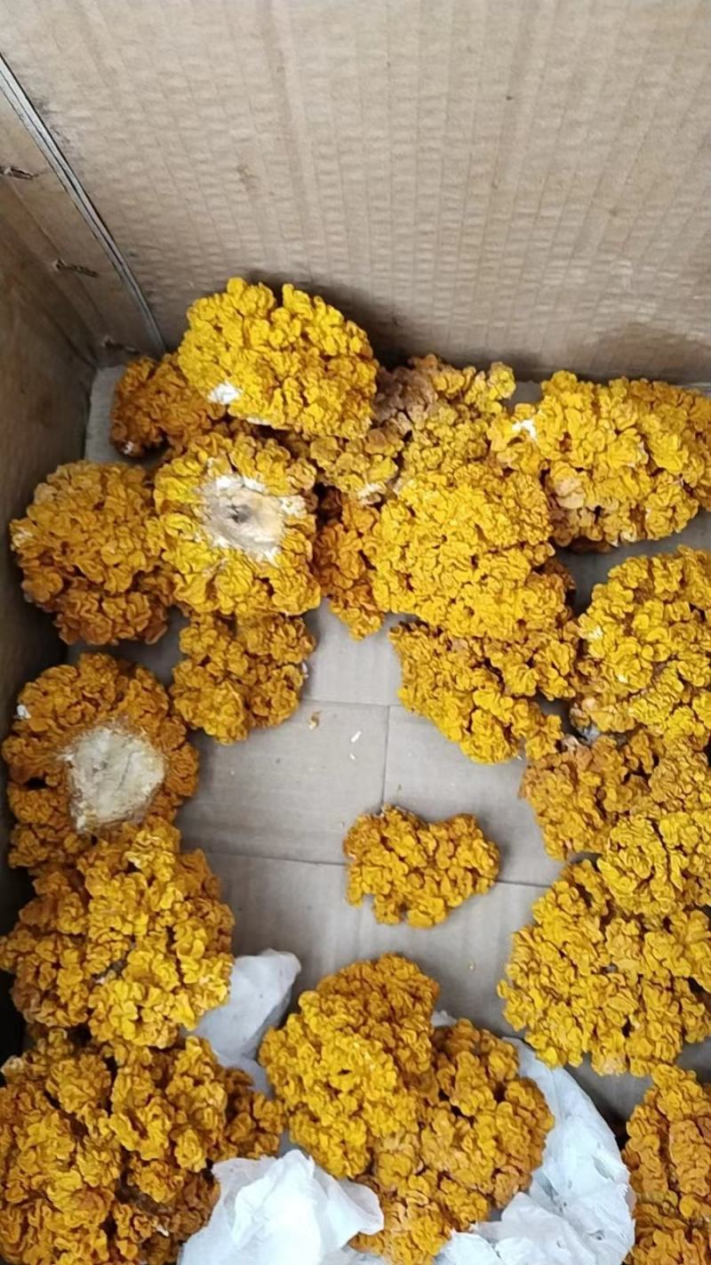 基地直供金耳，产地直发，货源充足品质保证，全国发货