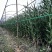 招财竹地苗生根苗45-120公分