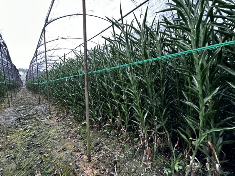 招财竹地苗生根苗45-120公分
