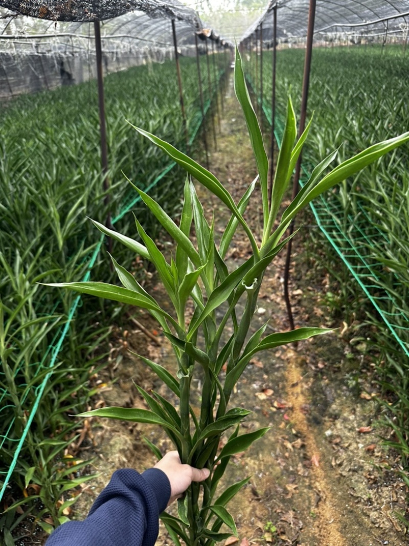 招财竹地苗生根苗45-120公分