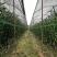 招财竹地苗生根苗45-120公分