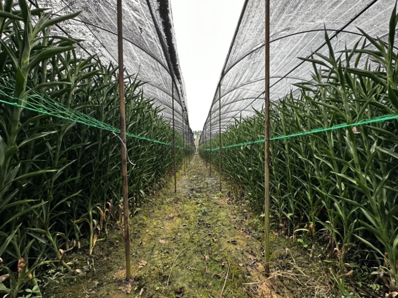 招财竹地苗生根苗45-120公分