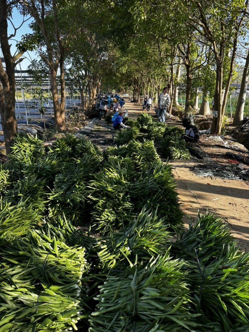 招财竹地苗生根苗45-120公分