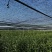 招财竹地苗生根苗45-120公分
