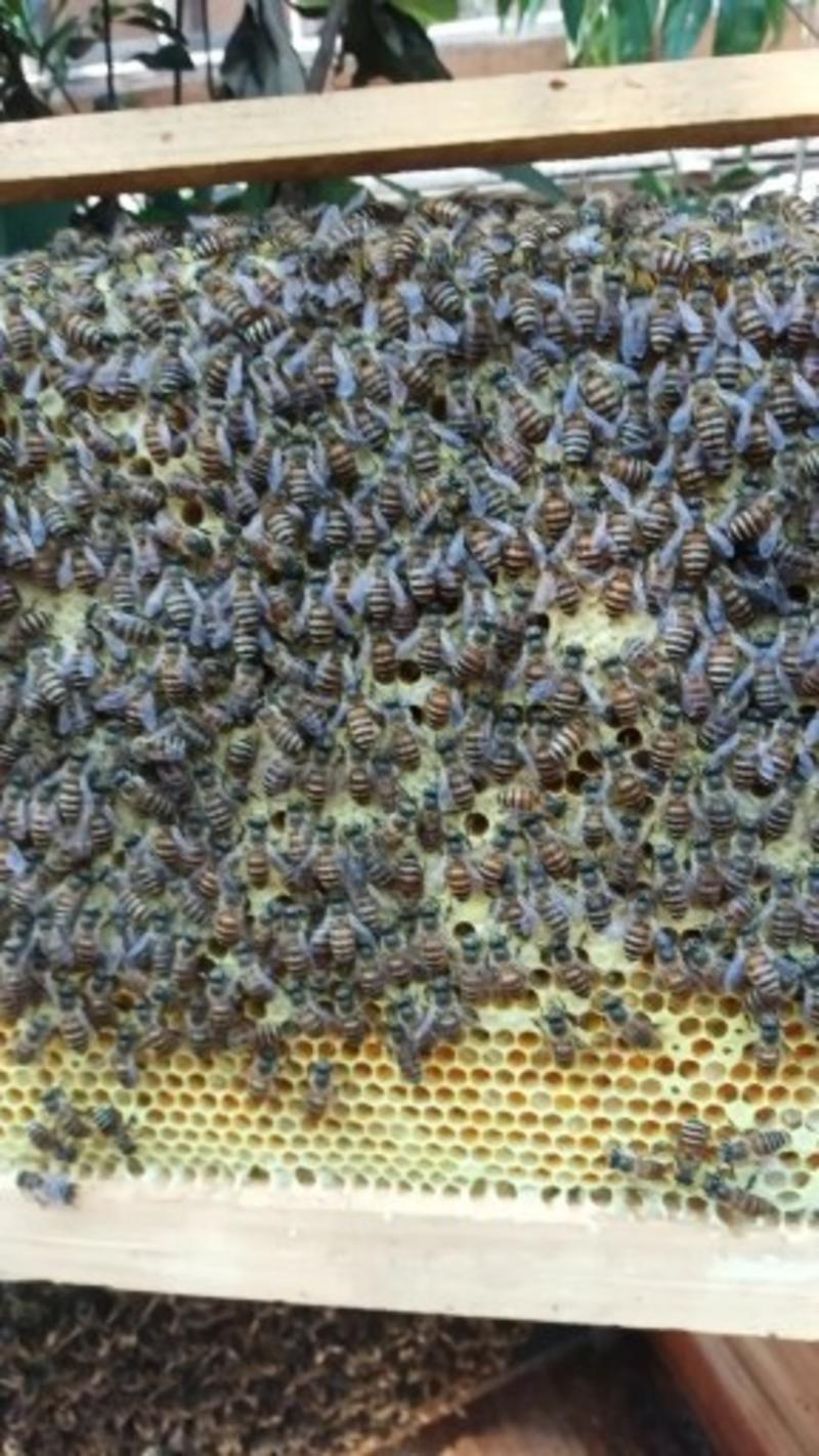 中蜂群，自繁自养，非白糖饲喂的中蜂群。抗病抗虫抗逆能力强