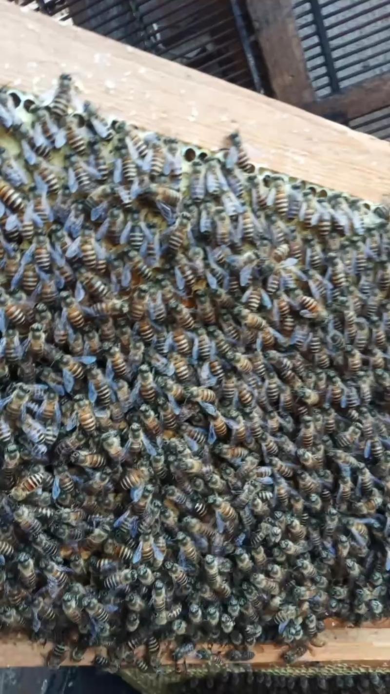 中蜂群，自繁自养，非白糖饲喂的中蜂群。抗病抗虫抗逆能力强