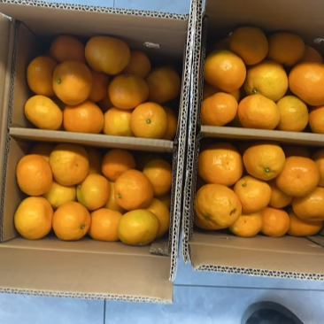 石门柑橘可代发