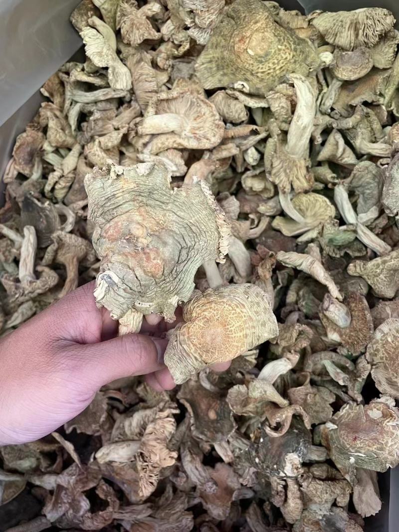 红菌批发货源充足，品质保证，全是一手货源，支持视频看货