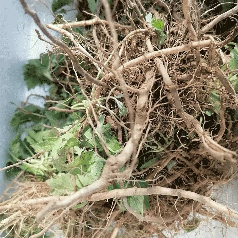 【精选】河南优质艾草根基地直发价格优惠可长期合作欢迎来电