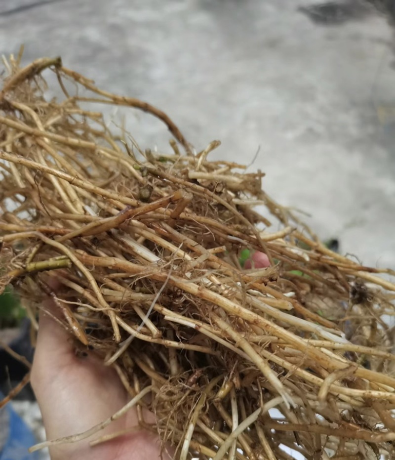 【精选】河南优质艾草根基地直发价格优惠可长期合作欢迎来电