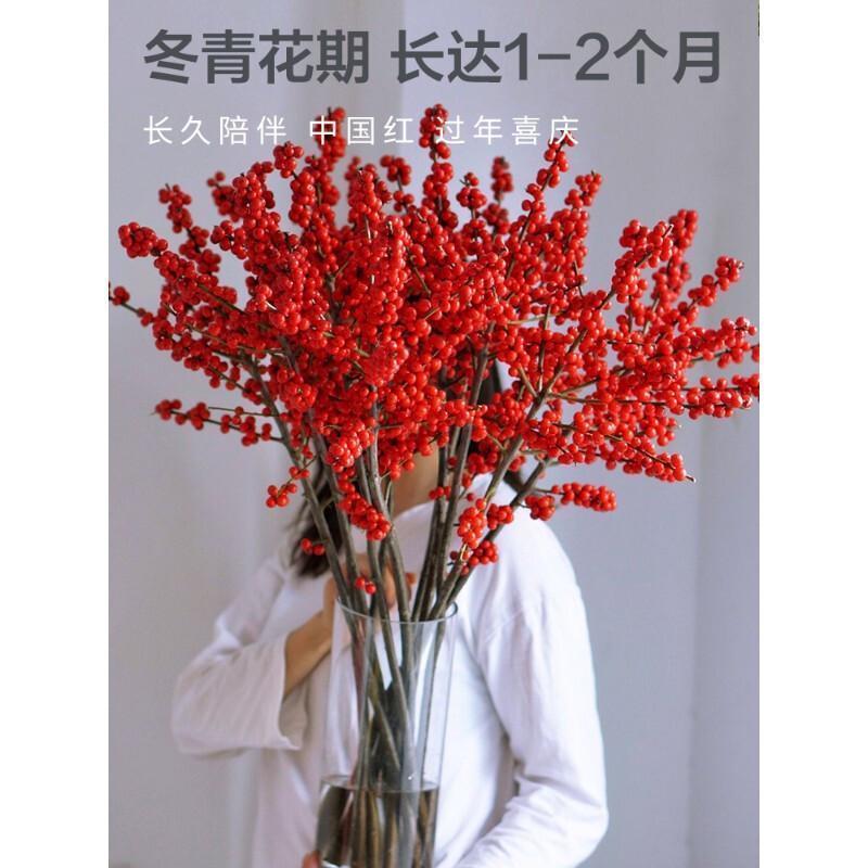 北美冬青，雪柳，珍珠李，红柳腊梅等一件代发