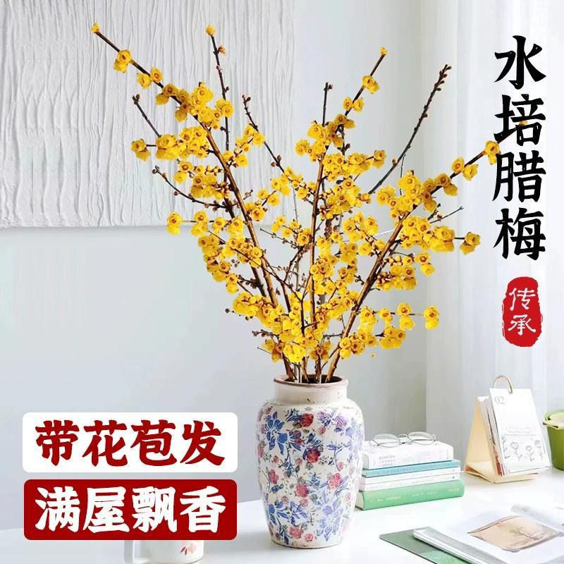 北美冬青，雪柳，珍珠李，红柳腊梅等一件代发