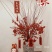 北美冬青，雪柳，珍珠李，红柳腊梅等一件代发
