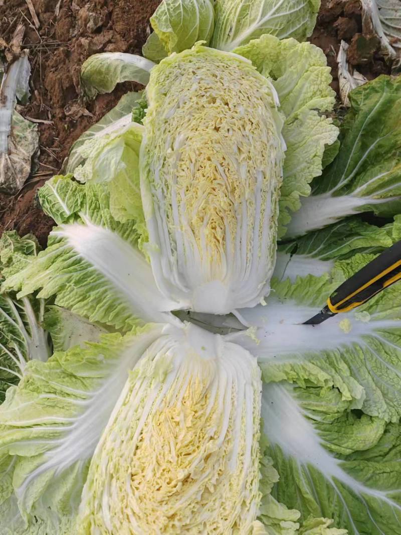【白菜】黄心白菜，诚信代办，合作共赢，量大优惠，欢迎来电