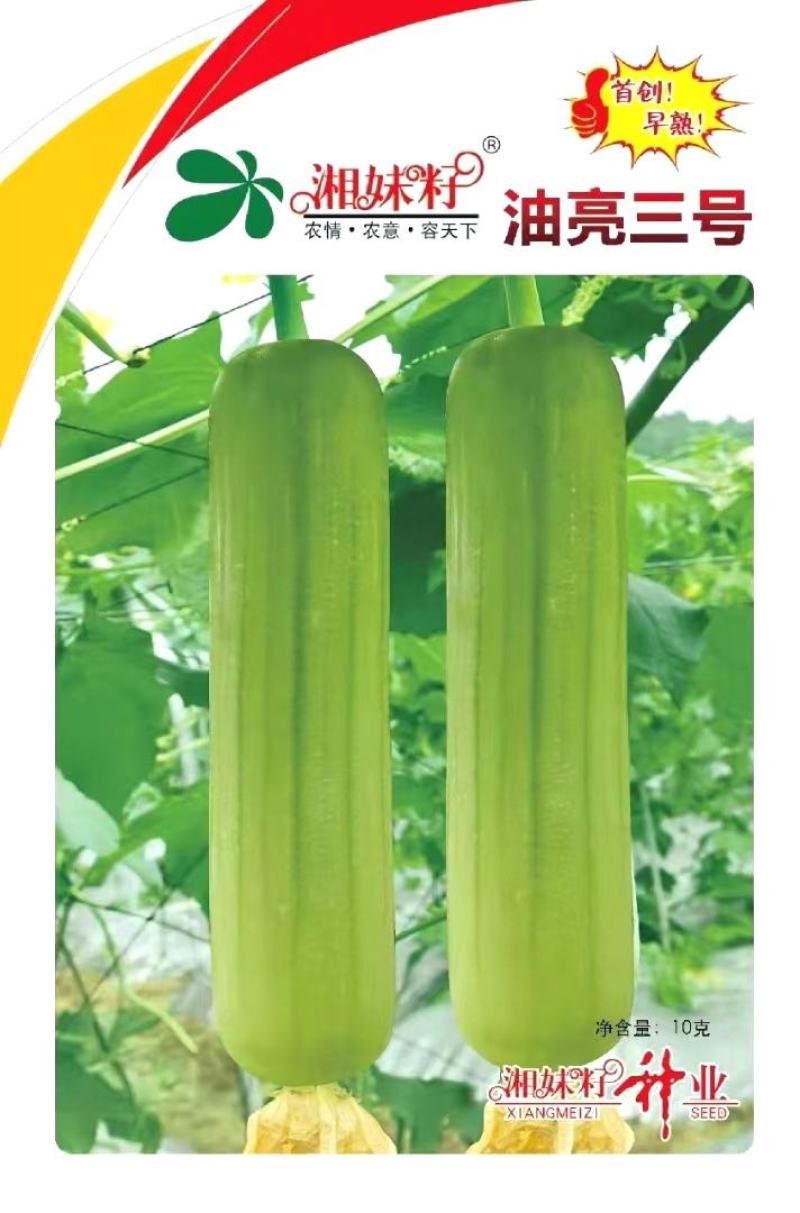 丝瓜种子油亮三号湖南湘妹子种业油亮白丝瓜高产品质好