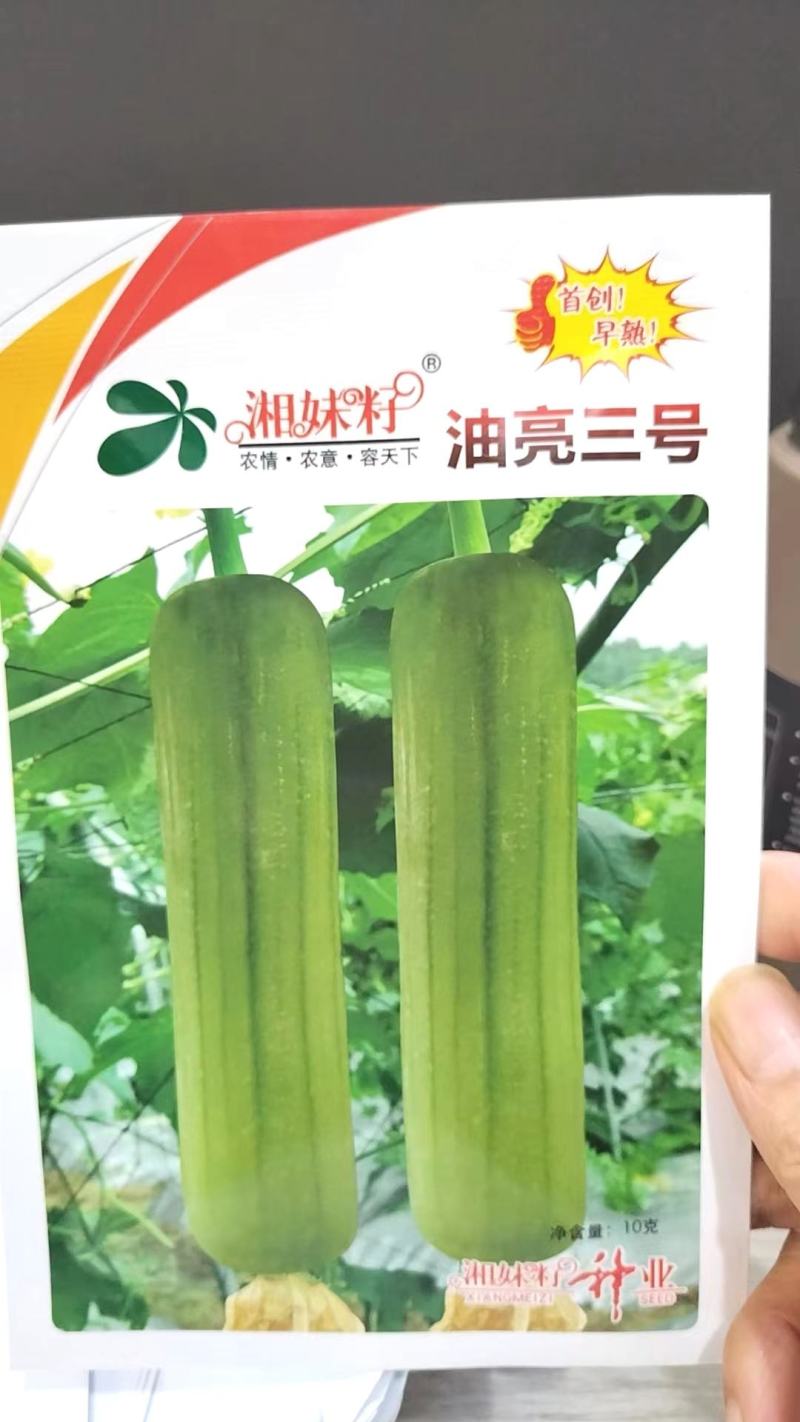 丝瓜种子油亮三号湖南湘妹子种业油亮白丝瓜高产品质好