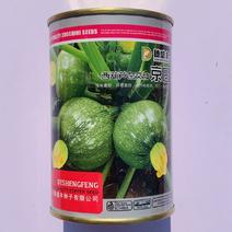 京圆西葫芦种子高产早熟小南瓜种子角瓜籽抗病抗逆强圆西葫芦