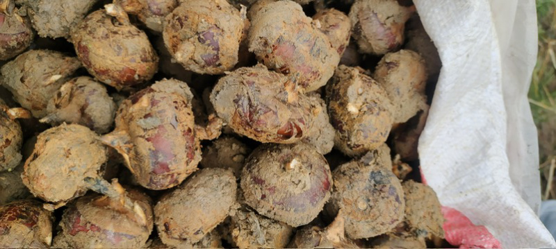 精品新鲜现挖马蹄荸荠奶香脆甜保质保量欢迎来电