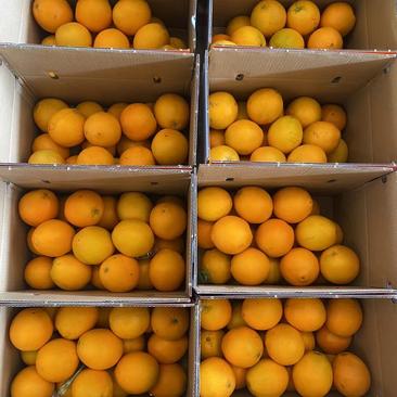 赣南脐橙，纽荷尔脐橙，产地大量供应，支持一件代发
