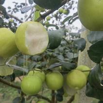 云南版纳苹果枣对接各个渠道和各大批发商商超诚信经营。