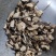 蔷薇根野蔷薇根有大货需要拍下，一公斤起售