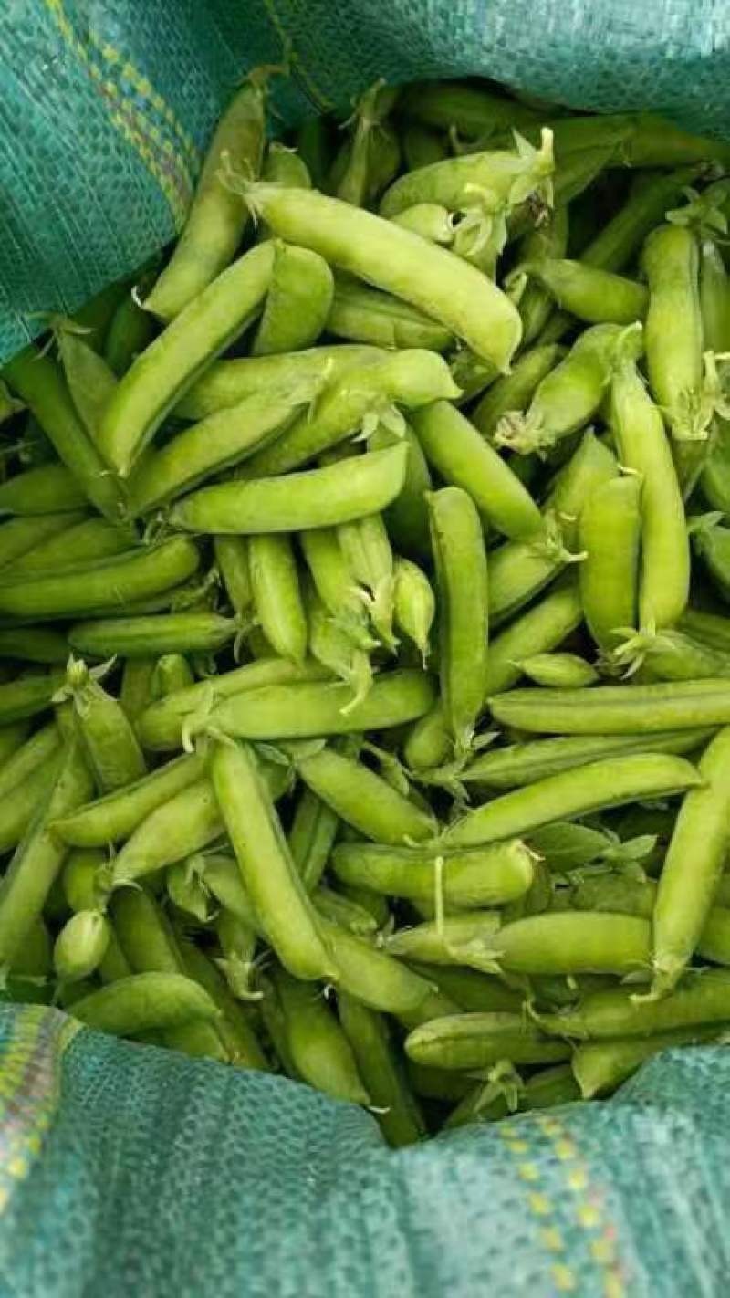 云南保山精品甜脆豌豆长寿仁中弯二号电商一件代发社区团购