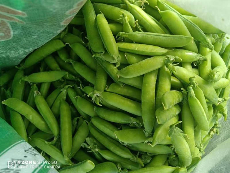 云南保山精品甜脆豌豆长寿仁中弯二号电商一件代发社区团购